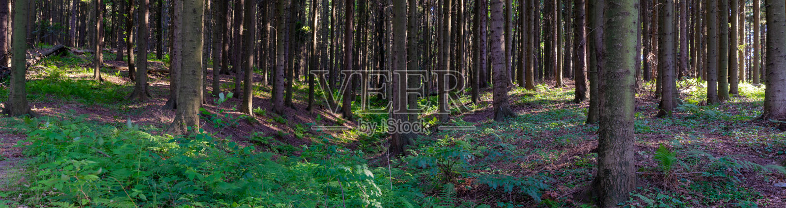 深色冷杉森林全景照片照片摄影图片