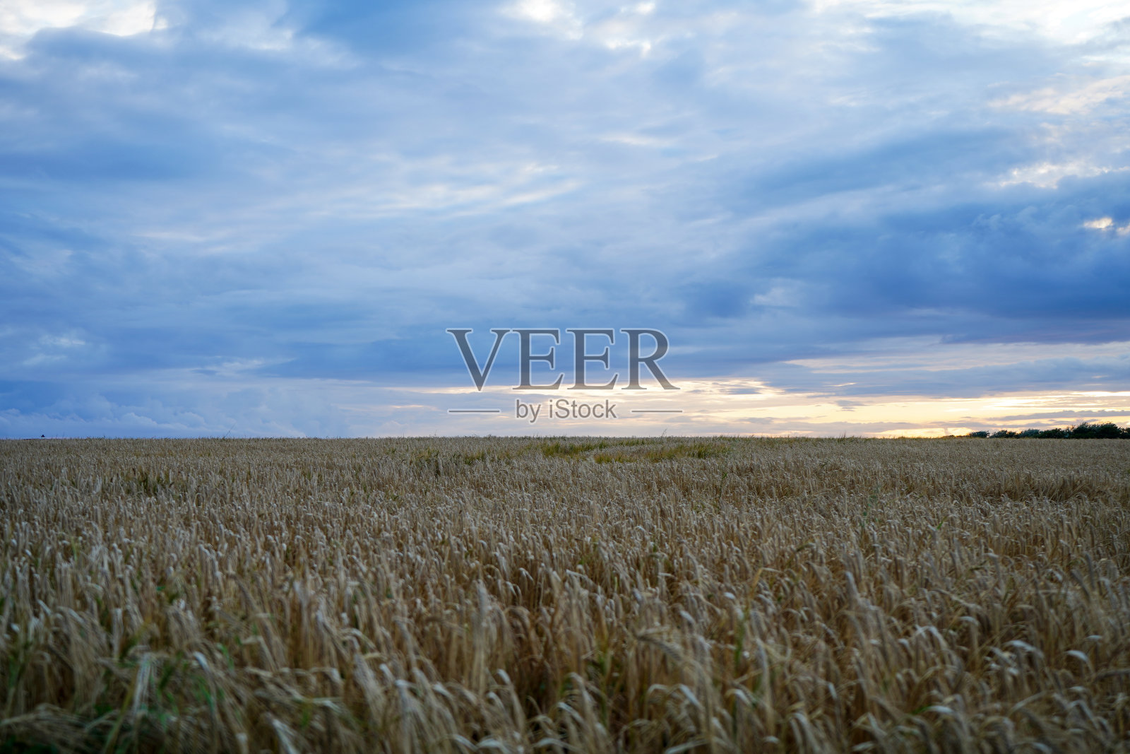 在多云的蓝天背景下俯瞰麦田照片摄影图片