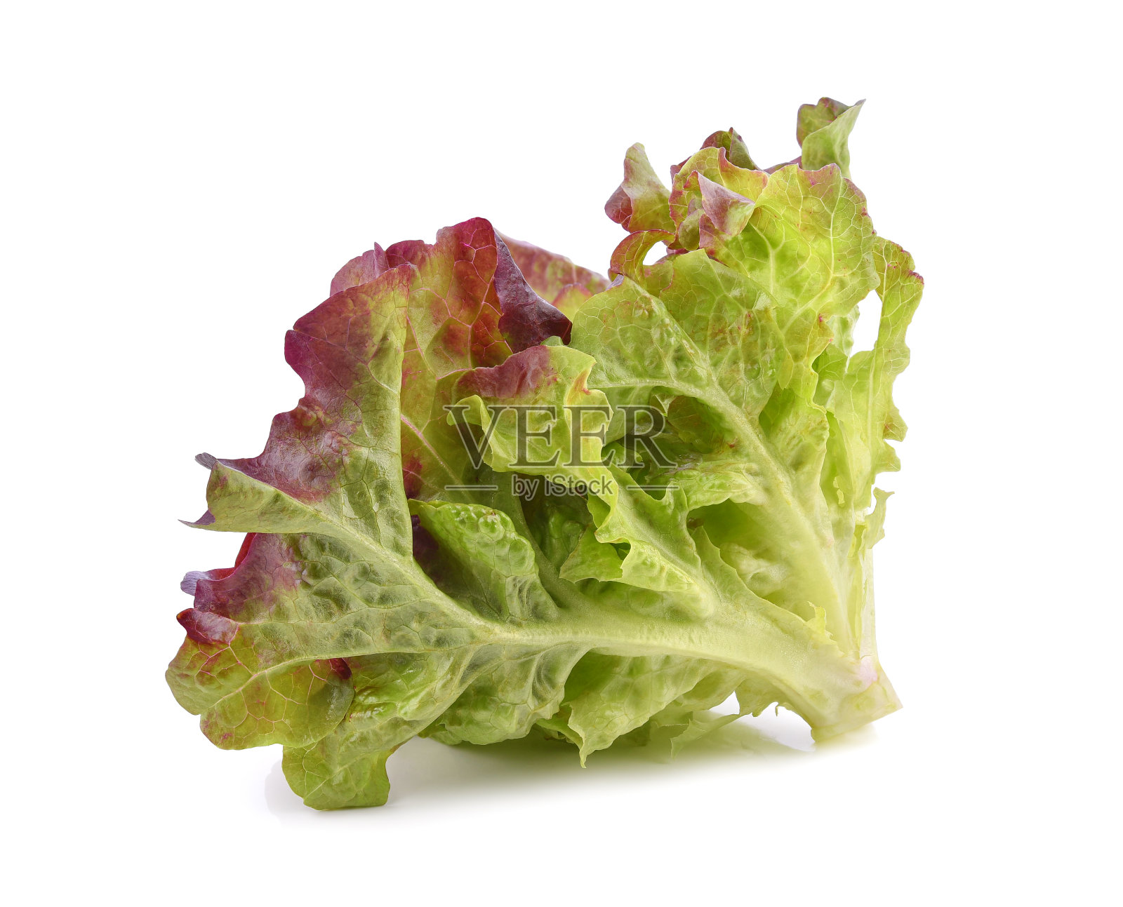 新鲜的生菜隔离在白色照片摄影图片