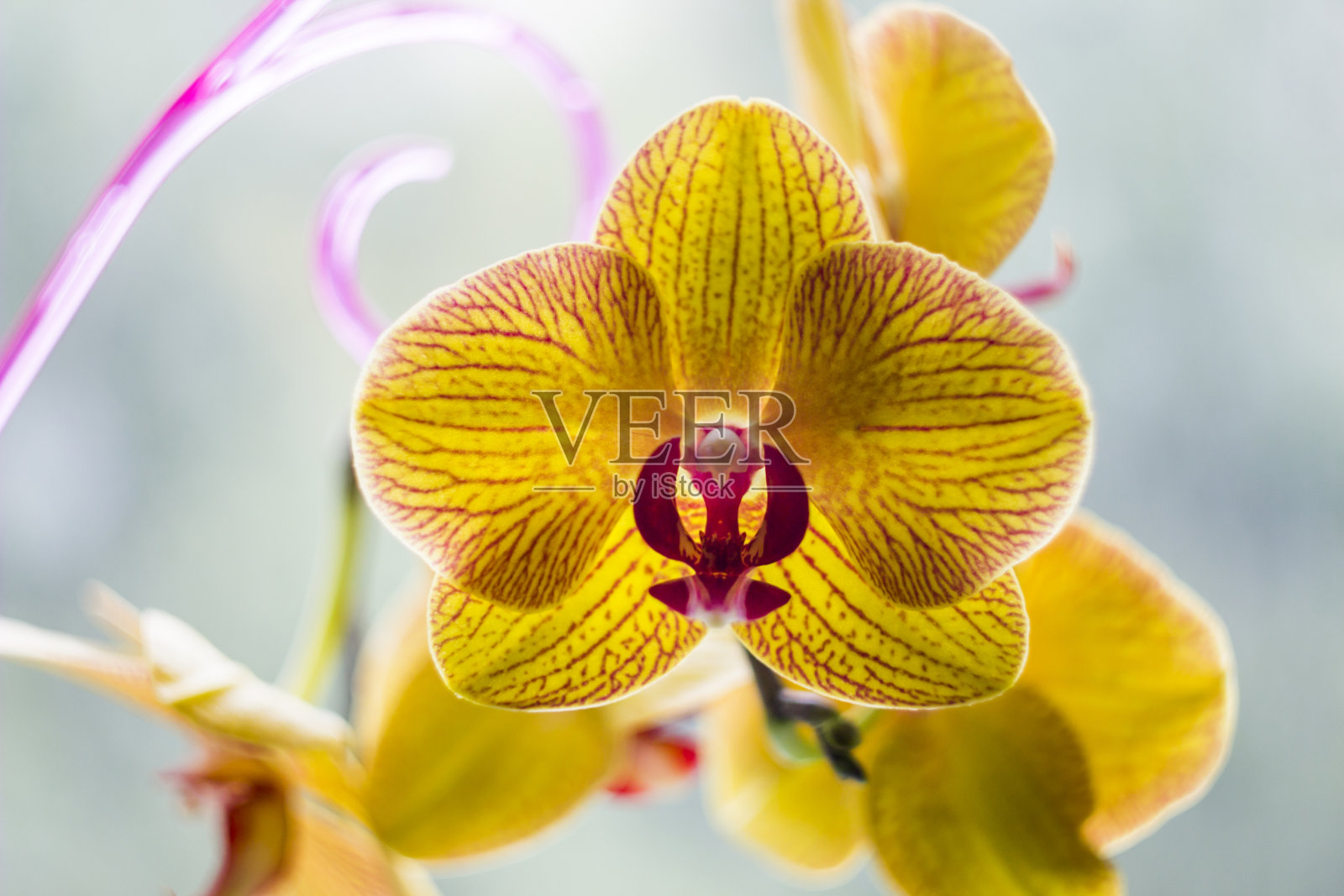 兰花(ophalaenopsis)一簇黄色带红线的花。照片摄影图片