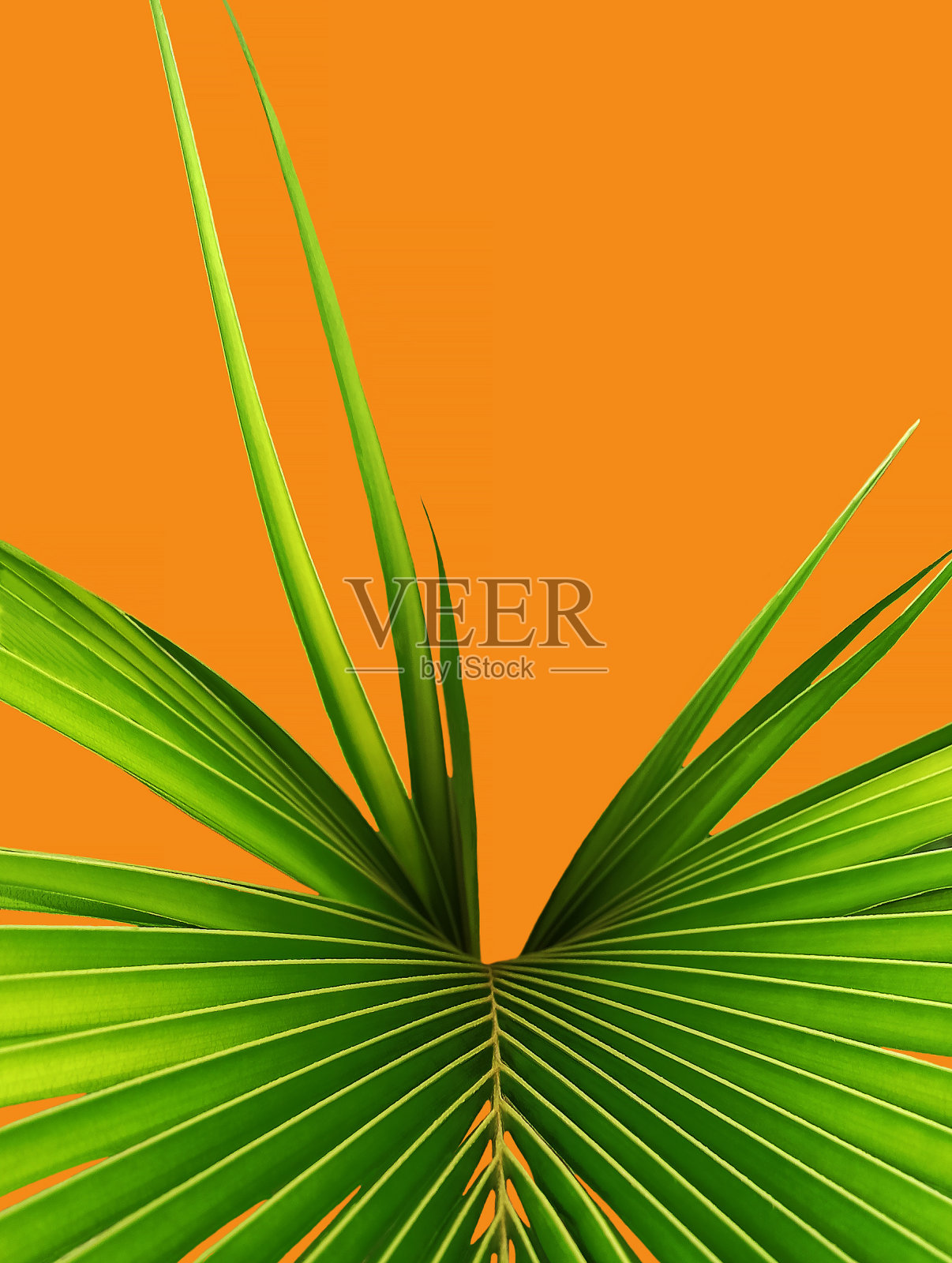 花卉背景,近距离结构的绿色棕榈树在橙色的背景下,在图像的底部照片摄影图片