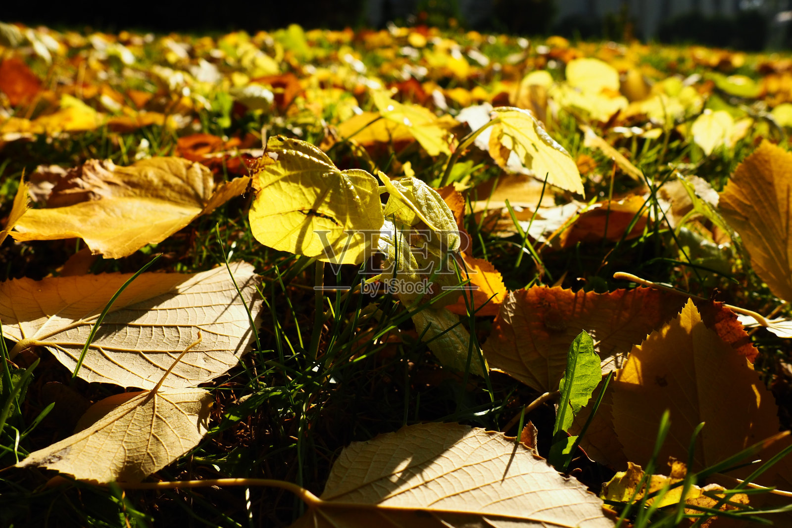 草地上菩提树的黄叶。城市公园。欧洲椴树的落叶。幼苗在草丛中穿行。草坪在落叶飘落。十月晴朗平静的天气。印度夏天照片摄影图片