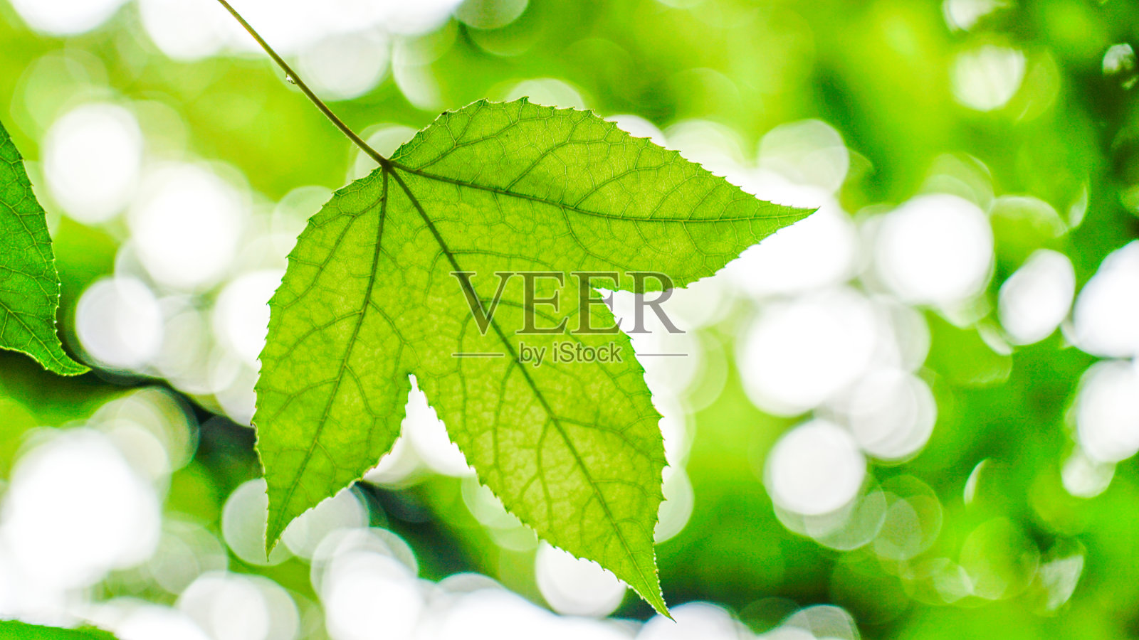 枫叶照片摄影图片