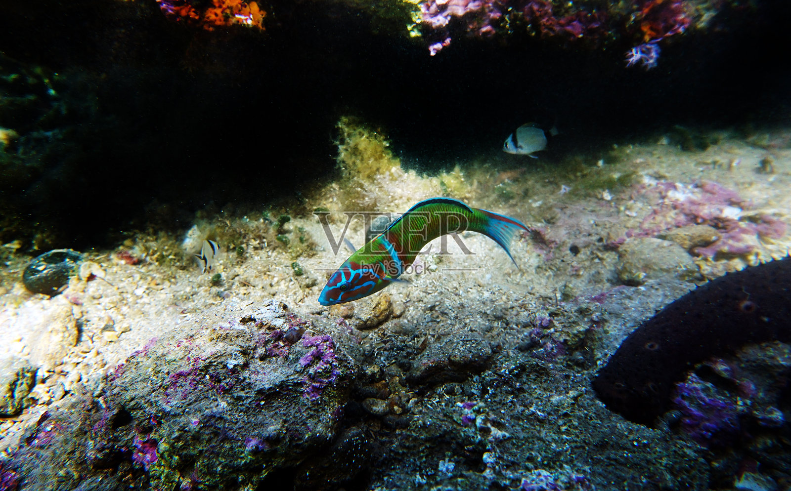 地中海的绿色雄性华丽濑鱼- pavo照片摄影图片
