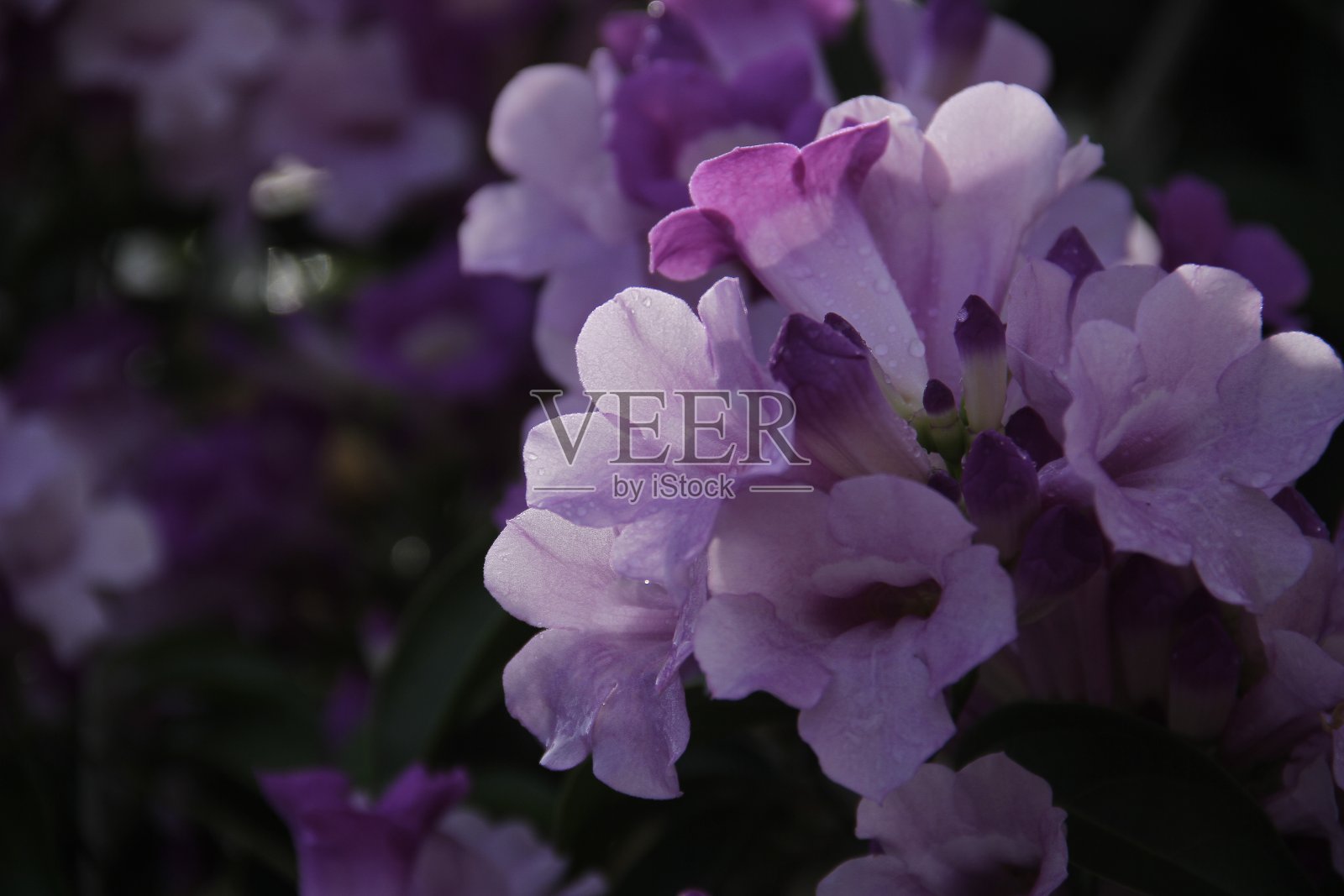 曼陀罗花照片摄影图片