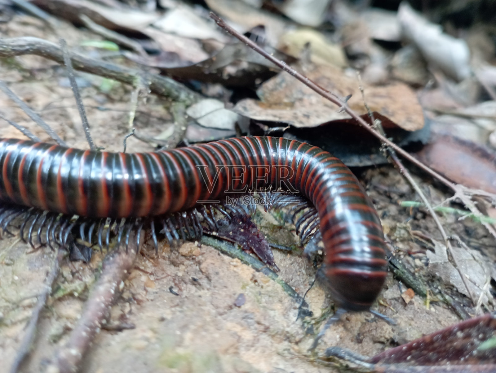 千足照片摄影图片