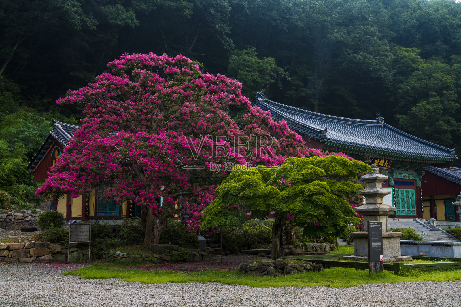 紫薇(紫薇)在韩国的花田。照片摄影图片