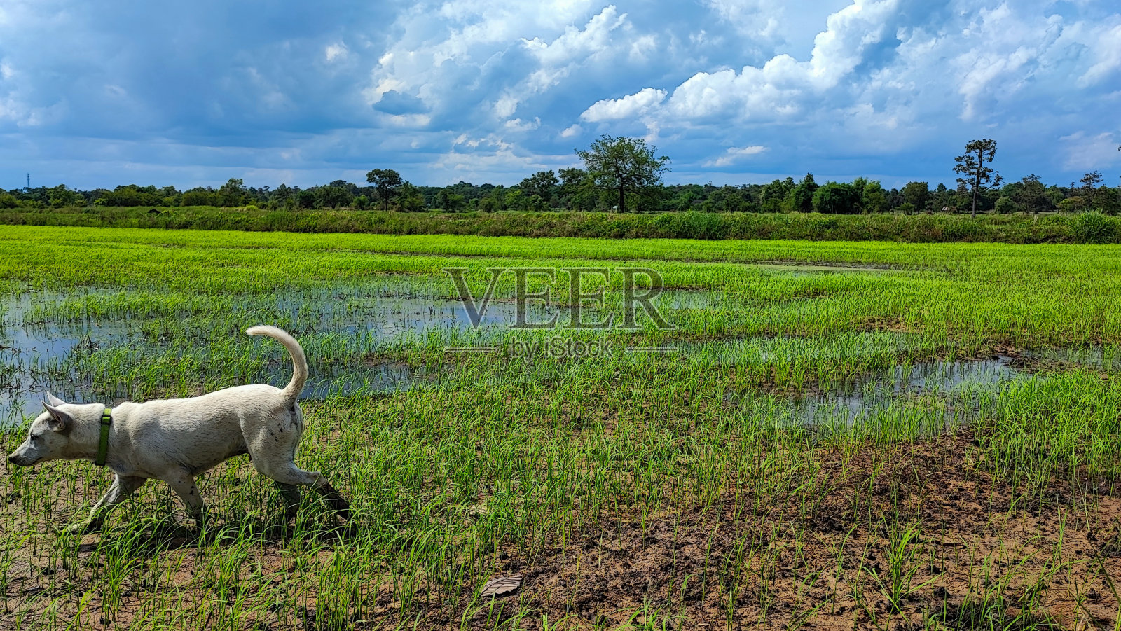 白色的短毛狗走在绿色的稻田里。照片摄影图片