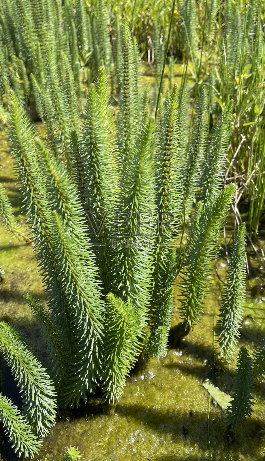坦能威德尔,希普里斯,普通照片摄影图片