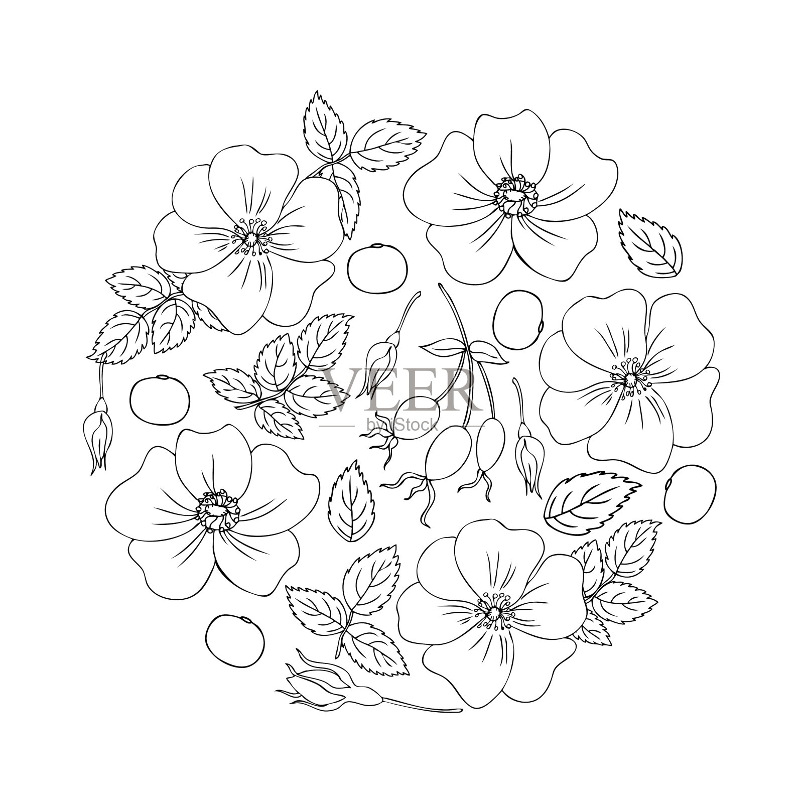 圆框野生玫瑰,野蔷薇手绘狗玫瑰浆果矢量插图孤立在白色背景,装饰玫瑰果花束轮廓,假日花圈线条艺术设计化妆品,凉茶插画图片素材