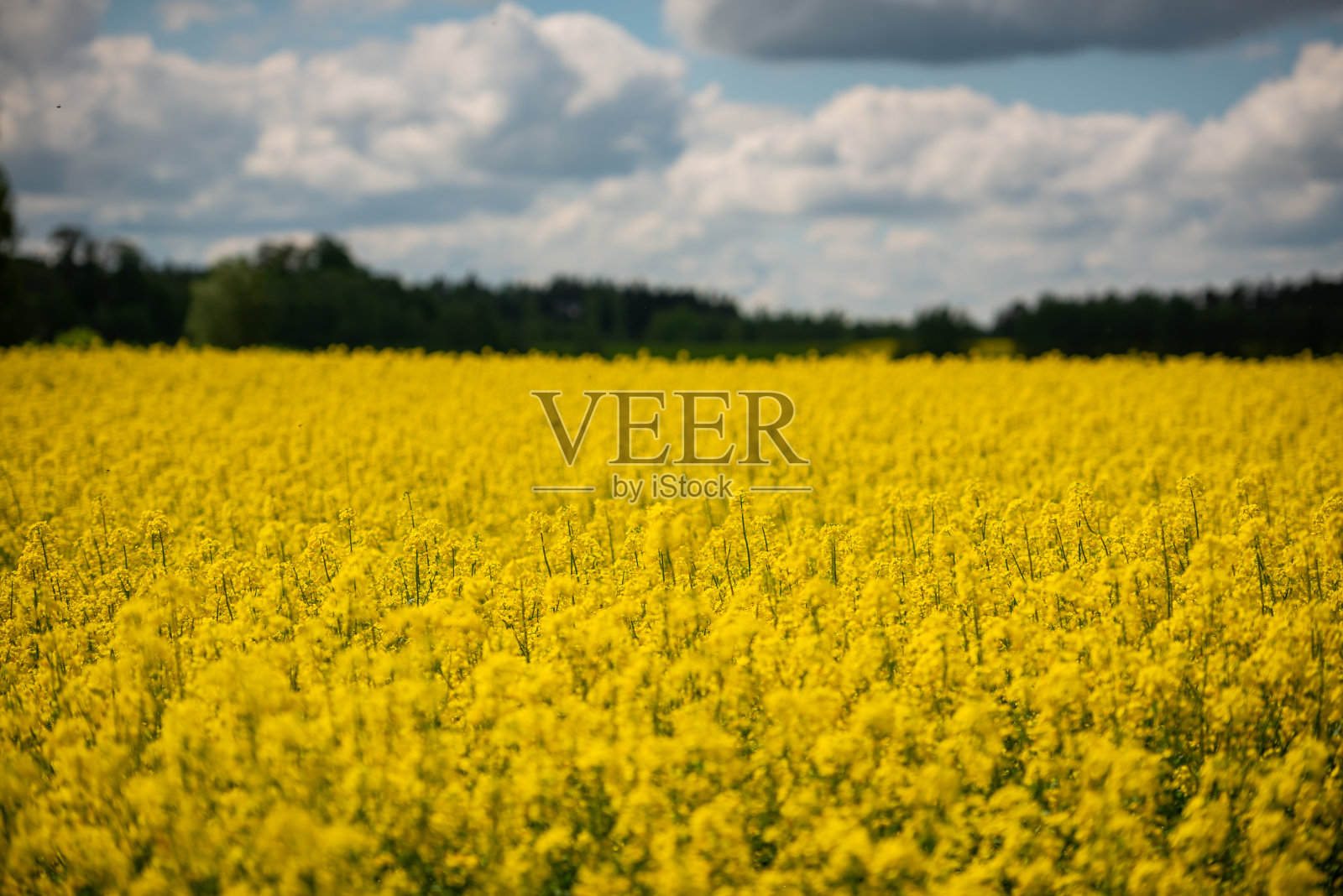 油菜籽、油菜或油菜是绿色能源和石油工业的植物,春天金色的花田和二菩提树组和三杂交照片摄影图片