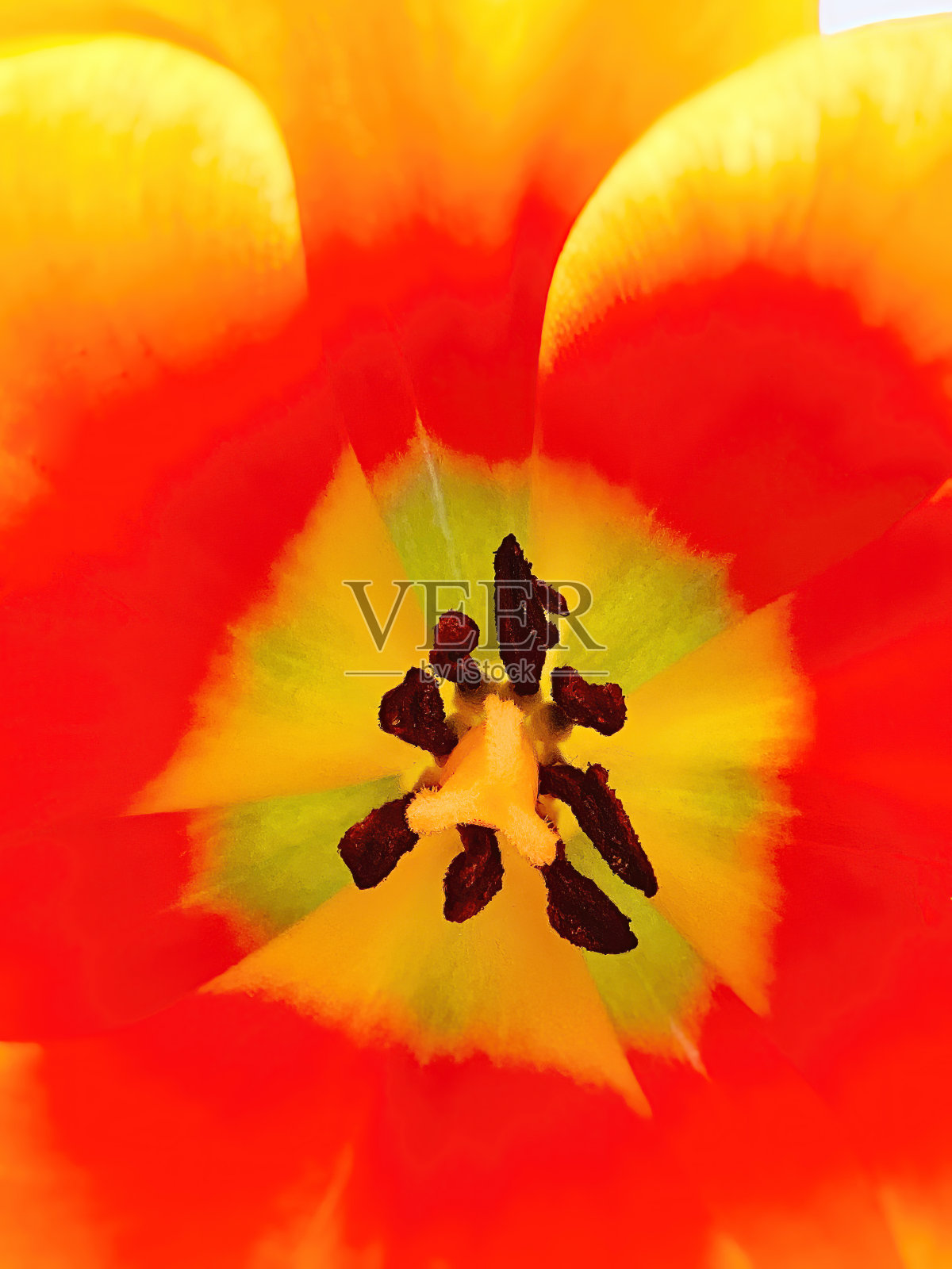 美丽的郁金香照片摄影图片