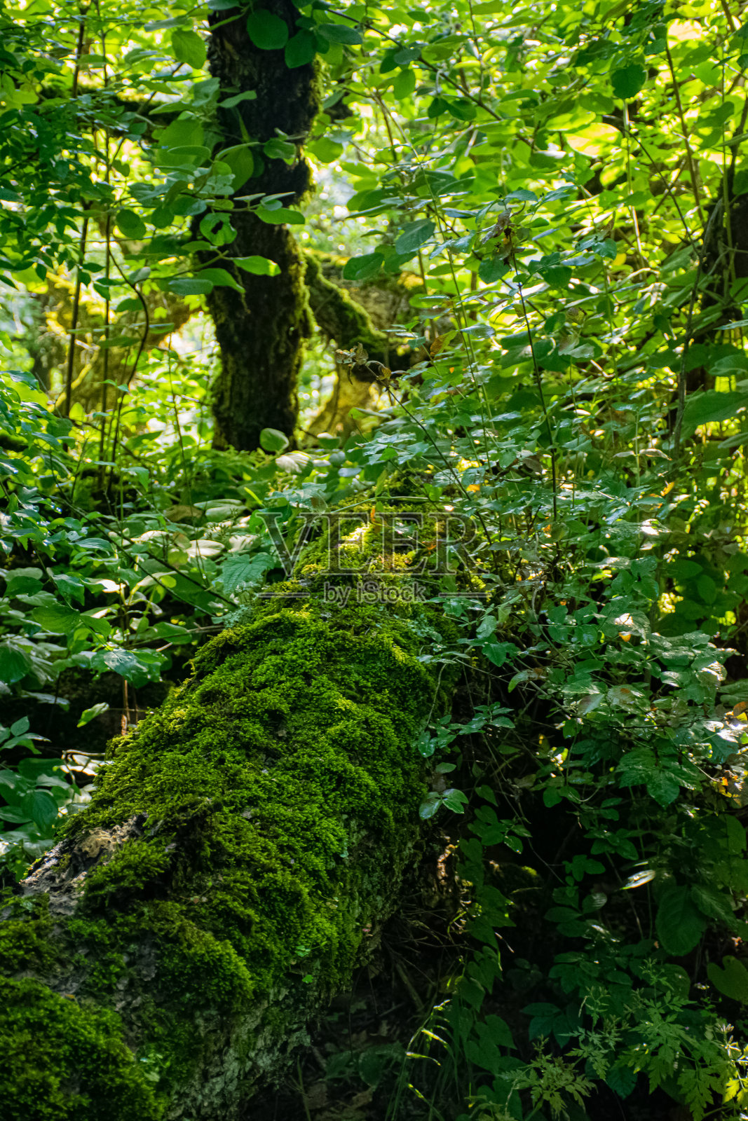 旅行的照片照片摄影图片