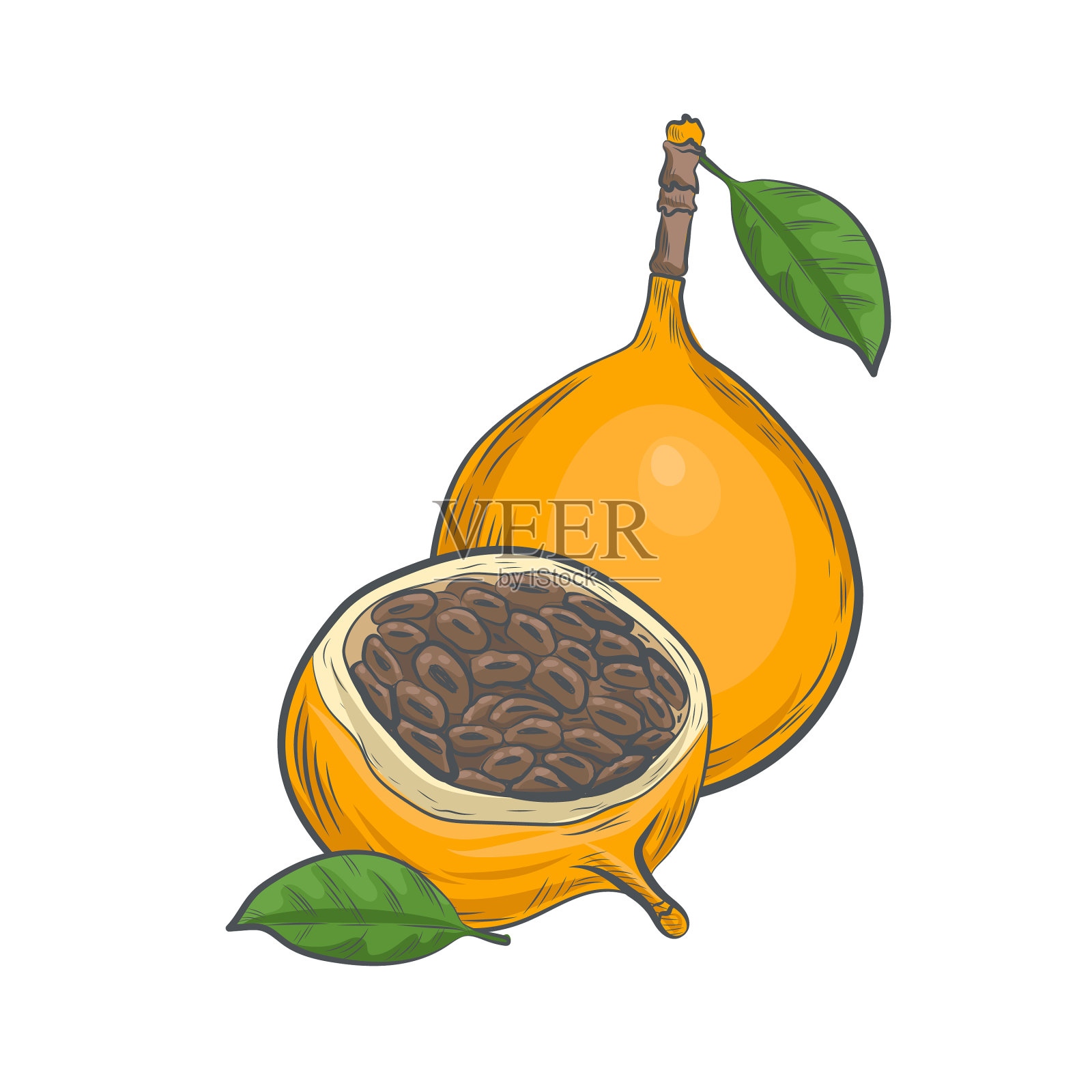 甜格兰纳迪拉水果素描设计元素图片