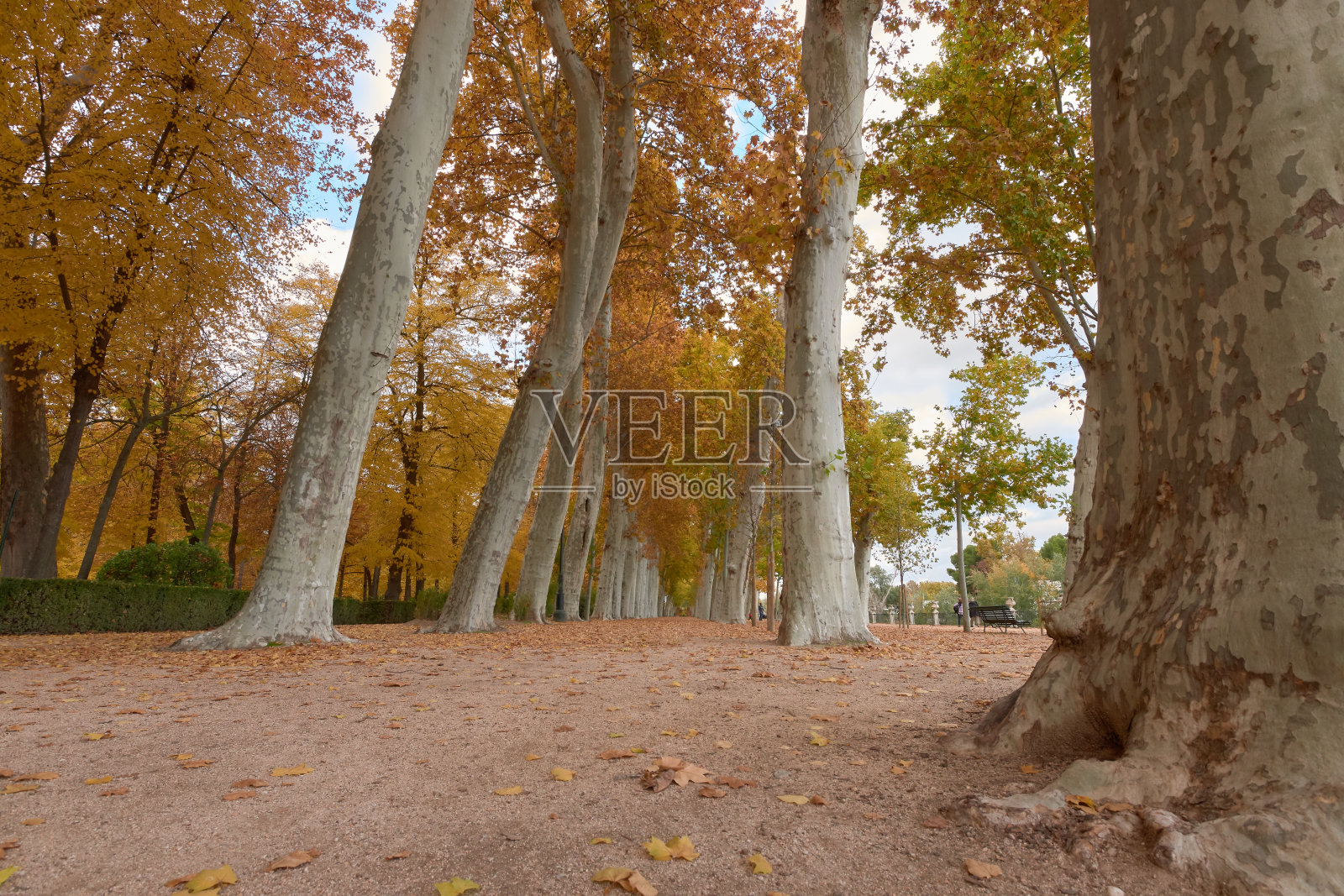 秋天,帕特丽花园的树木长着棕色的叶子照片摄影图片
