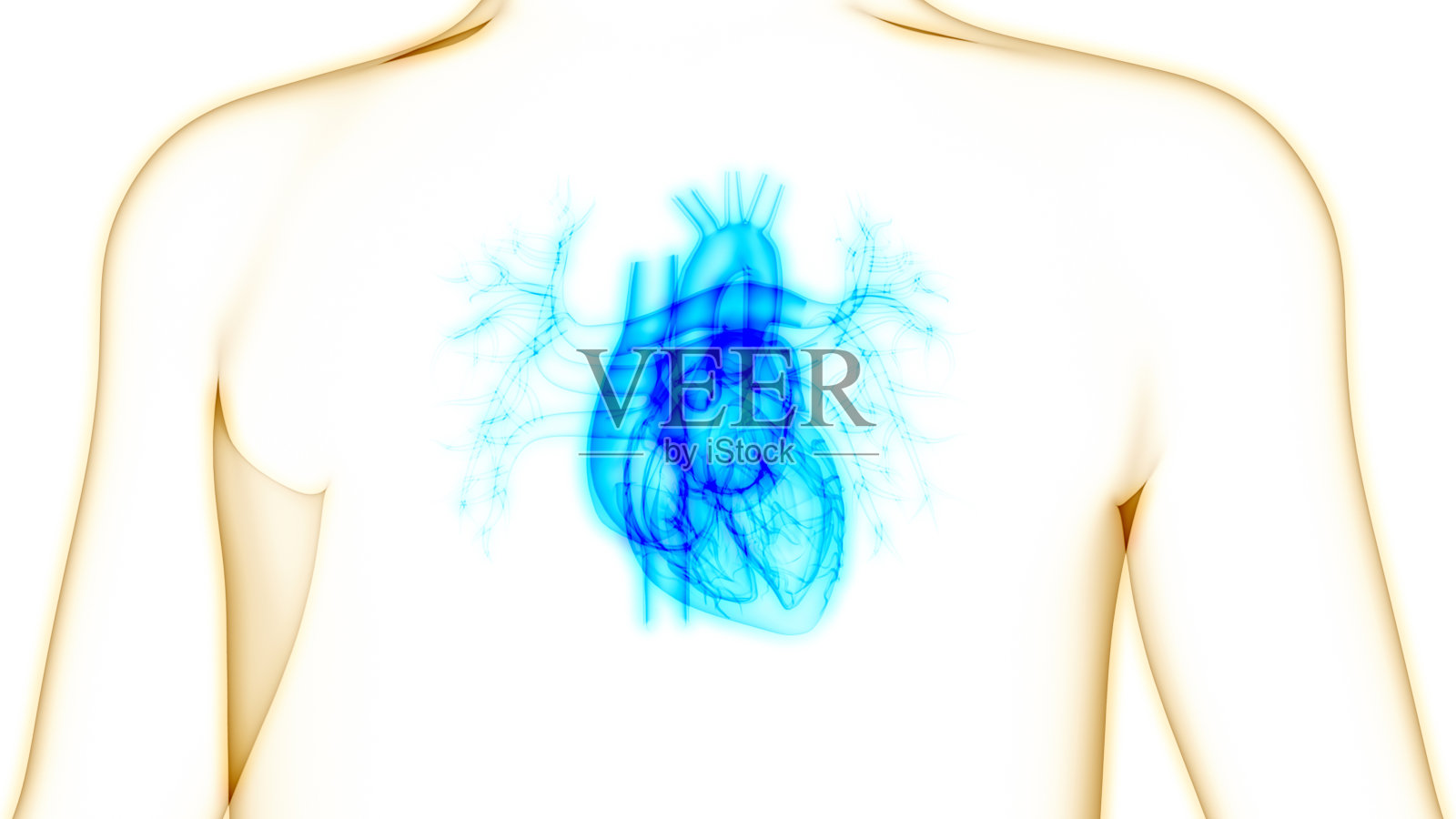 人体循环系统心脏解剖照片摄影图片