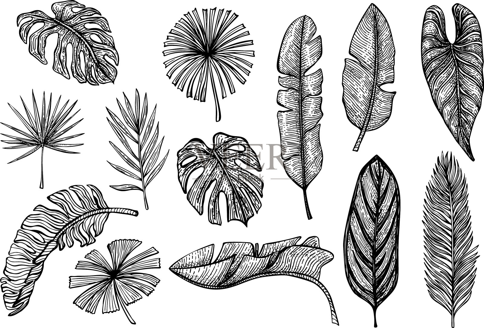 Set tropical leaves孤立复古芭蕉设计元素图片