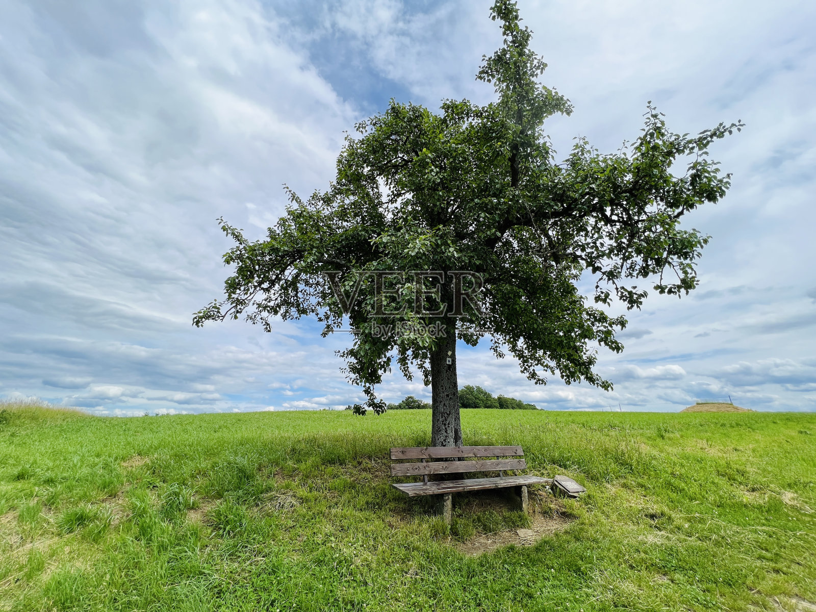 草地上的长凳和树照片摄影图片