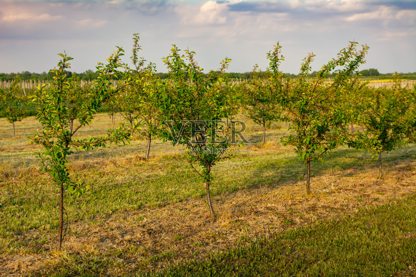 年轻的樱桃园照片摄影图片