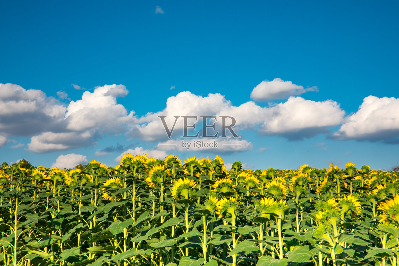 翻向日葵股票照片照片摄影图片