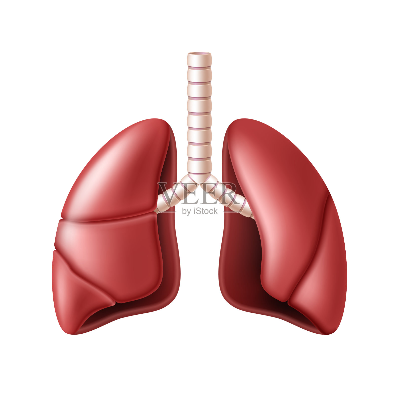 肺解剖结构呼吸系统器官设计元素图片