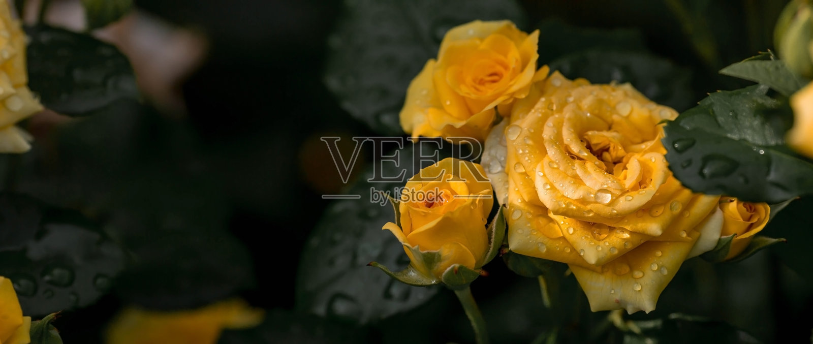 黎明时分,一朵带着露珠的浓密的黄色玫瑰。一个优雅的小树枝和一个花蕾。美丽的阳光。背景图像是绿色和黄色。自然、环保的自然背景。照片摄影图片