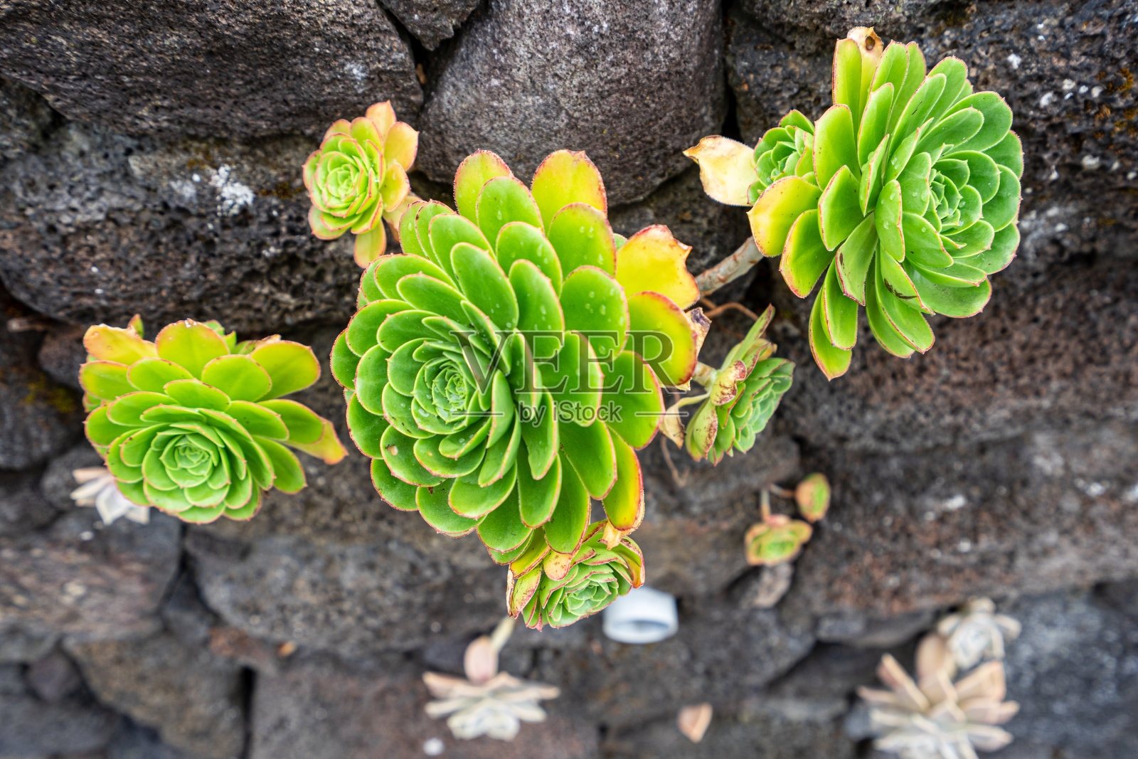 一种多肉植物,生长在亚速尔群岛的比科岛的石墙之间。照片摄影图片