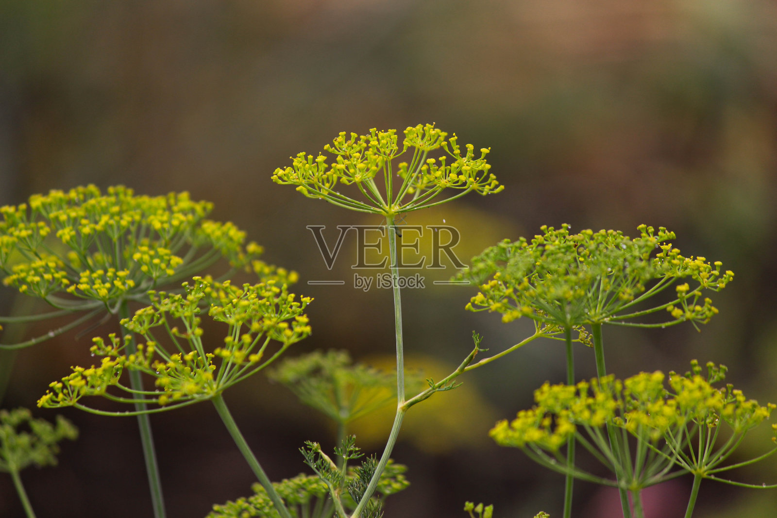 莳萝花序照片摄影图片