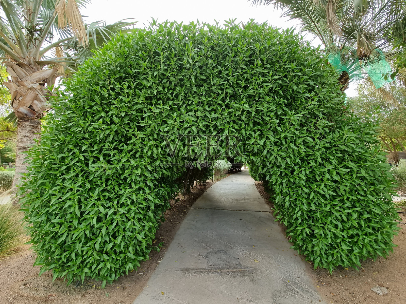 阿布扎比艾恩的银叶树隧道,阿联酋照片摄影图片