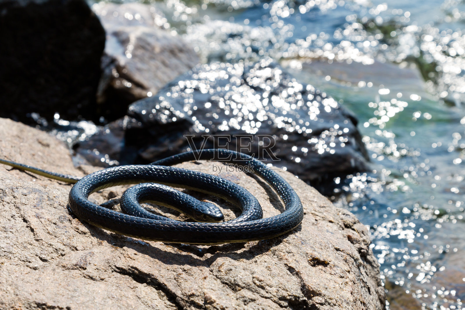 那条蛇躺在水边潮湿的石头上晒太阳照片摄影图片