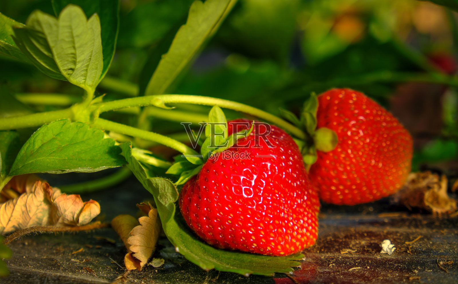 夏天花园里成熟多汁的草莓。照片摄影图片