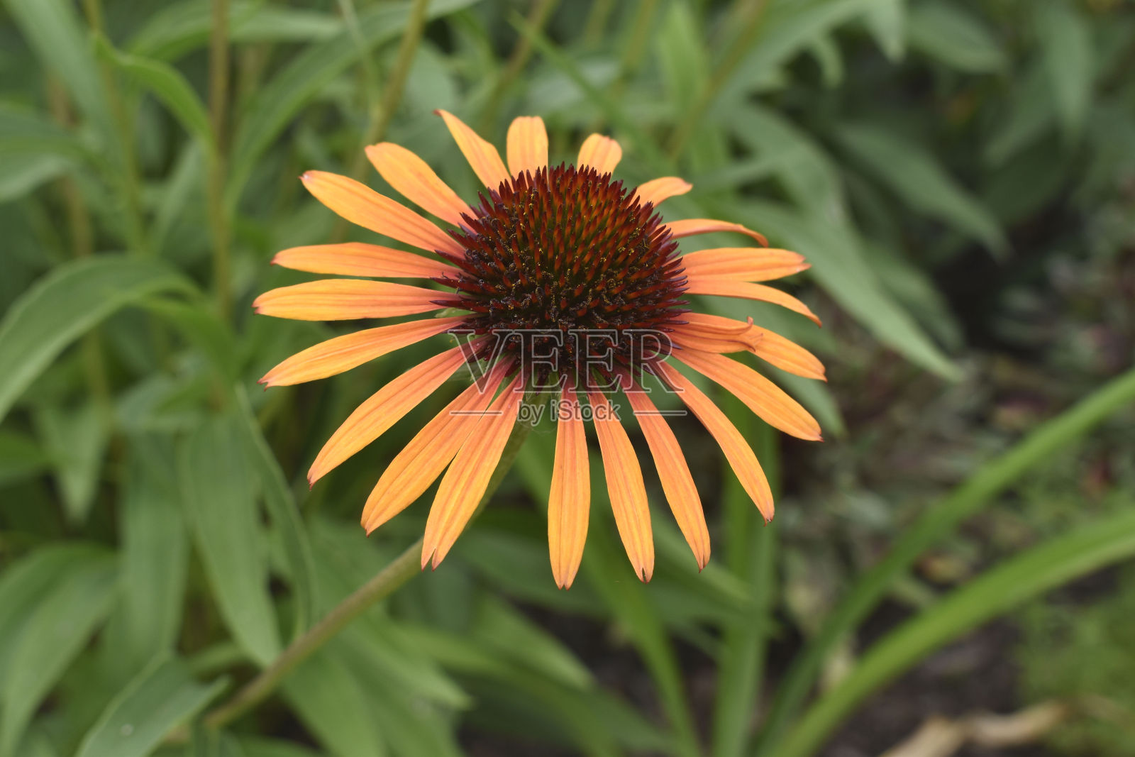 橙色松果菊照片摄影图片