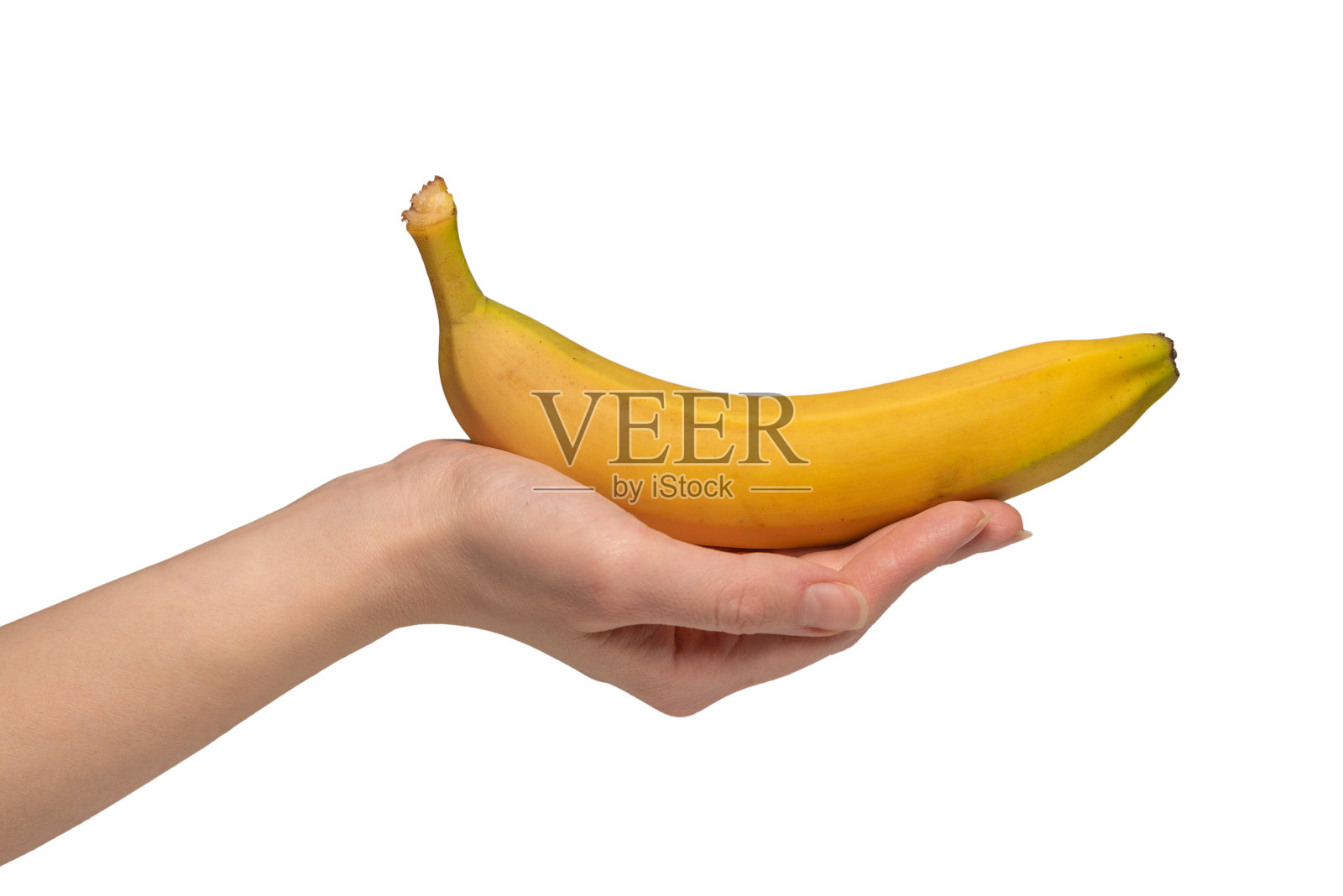 一串香蕉在女人的手孤立在白色背景。照片摄影图片