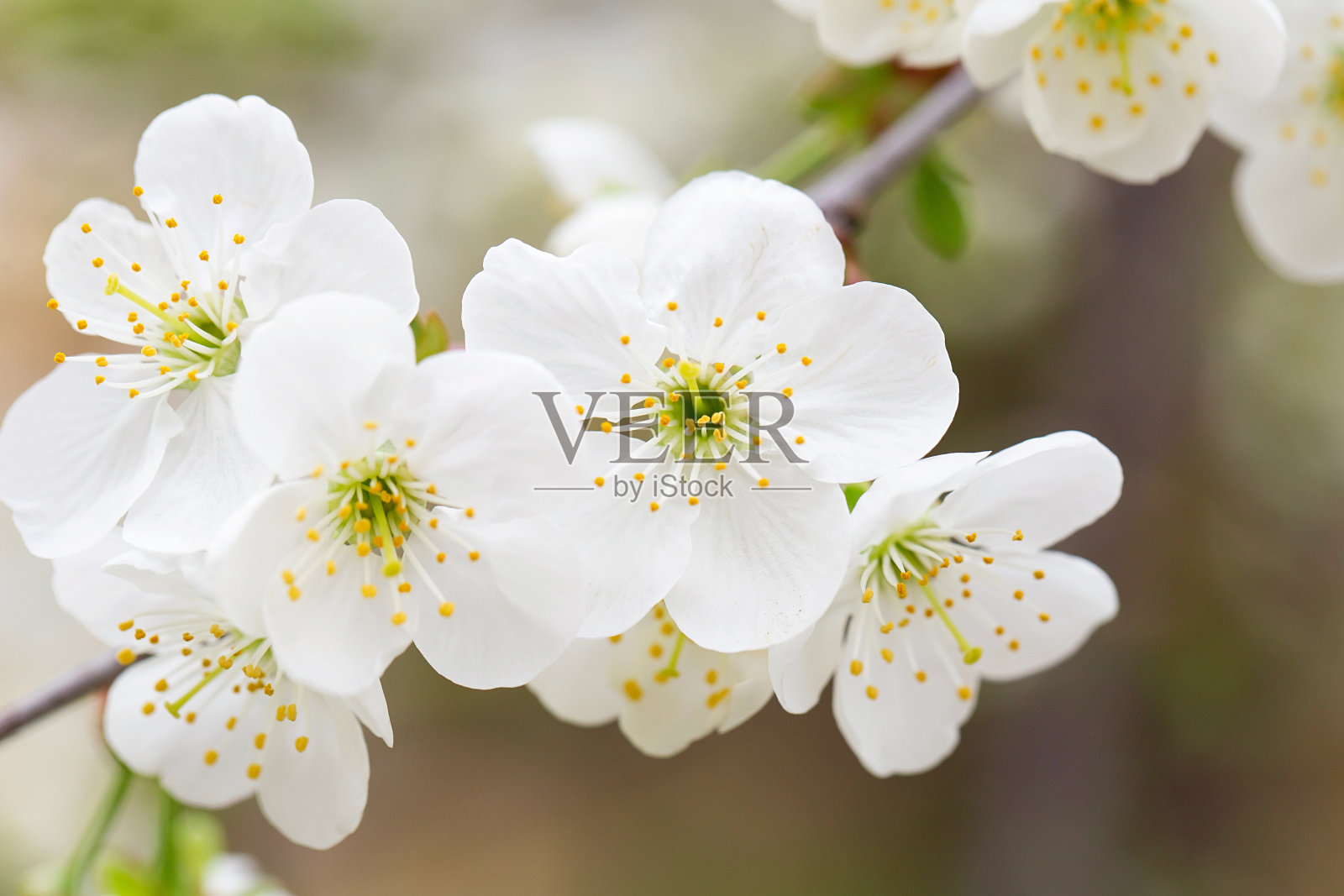 果树在春天开花。娇嫩的白花沐浴在阳光下。温暖的四月的天气。树在春天开花,网在春天旗帜。花的背景。照片摄影图片