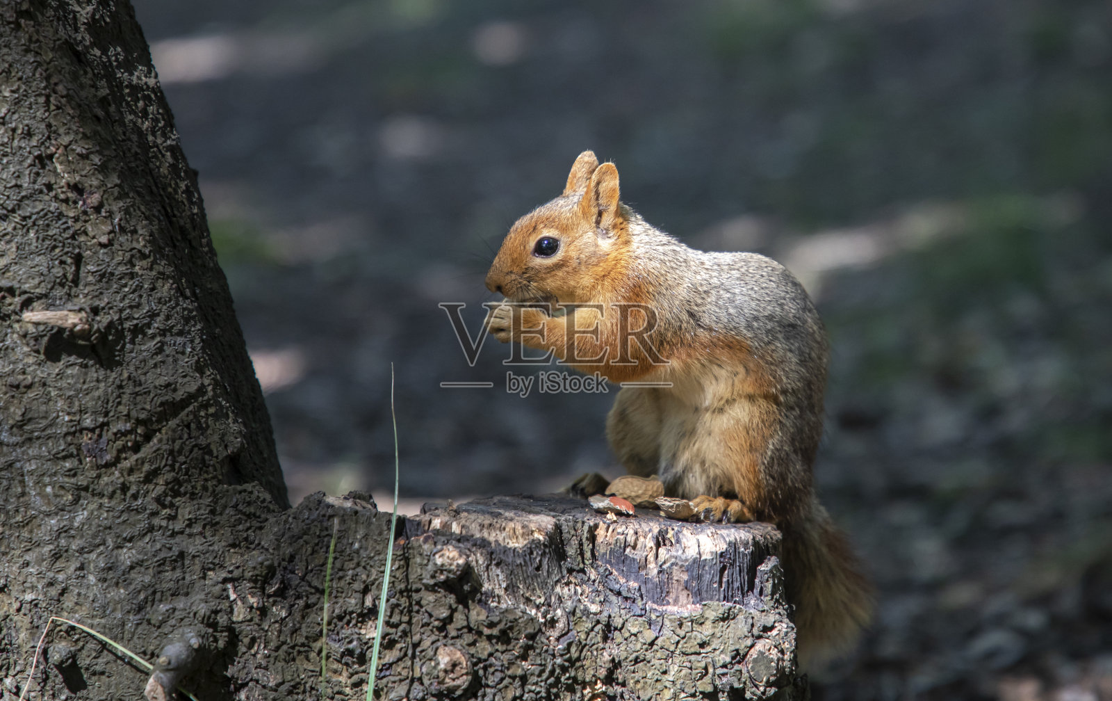 喂食的时候照片摄影图片