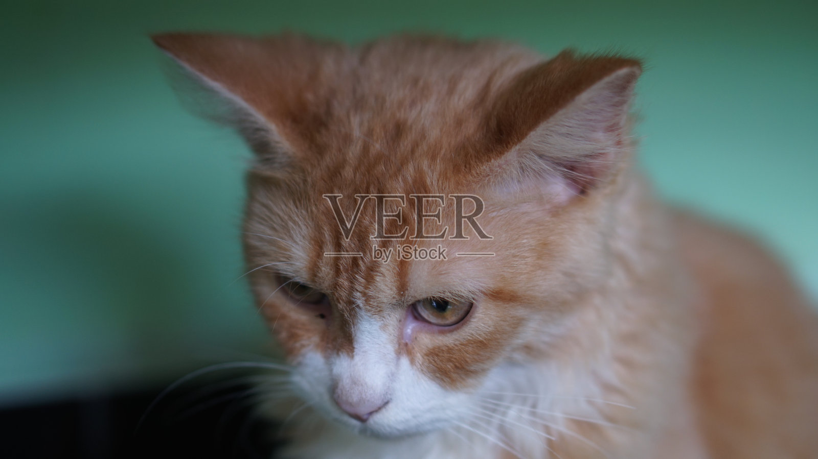 猫的脸照片摄影图片