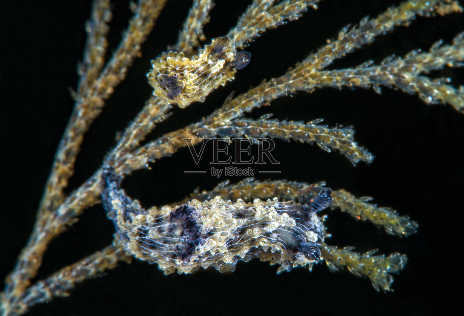 水下宏照片摄影图片