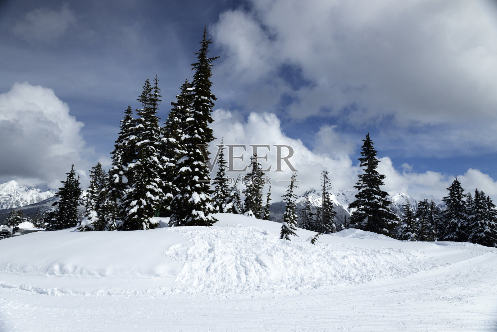 冷杉树的雪照片摄影图片