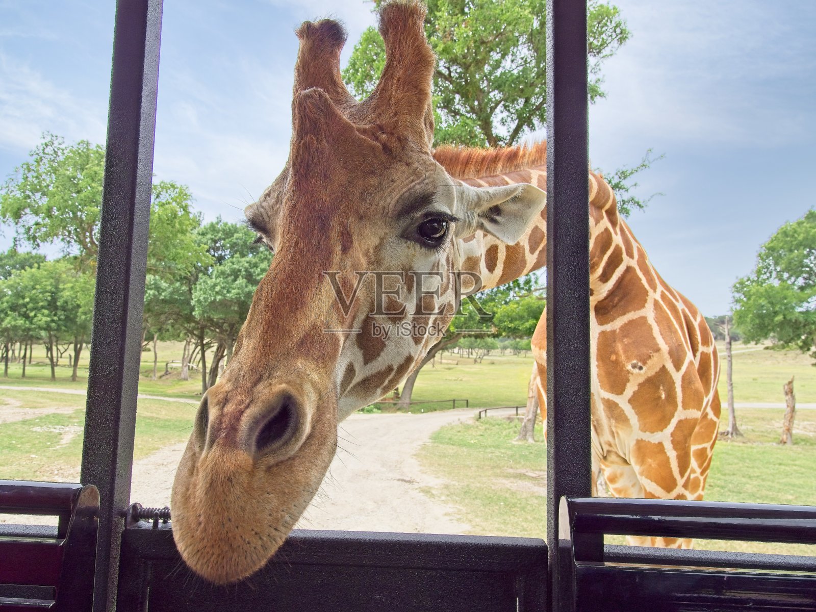 长颈鹿的头从旅游车后面探了出来照片摄影图片