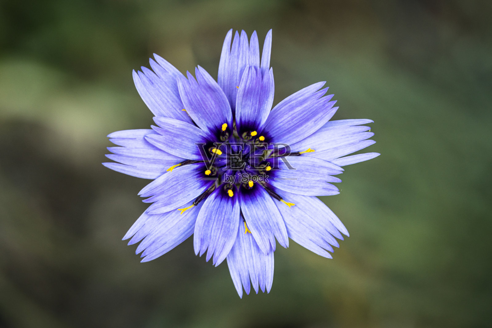 夏天草地上的蓝色拨浪鼓花,墙纸照片摄影图片