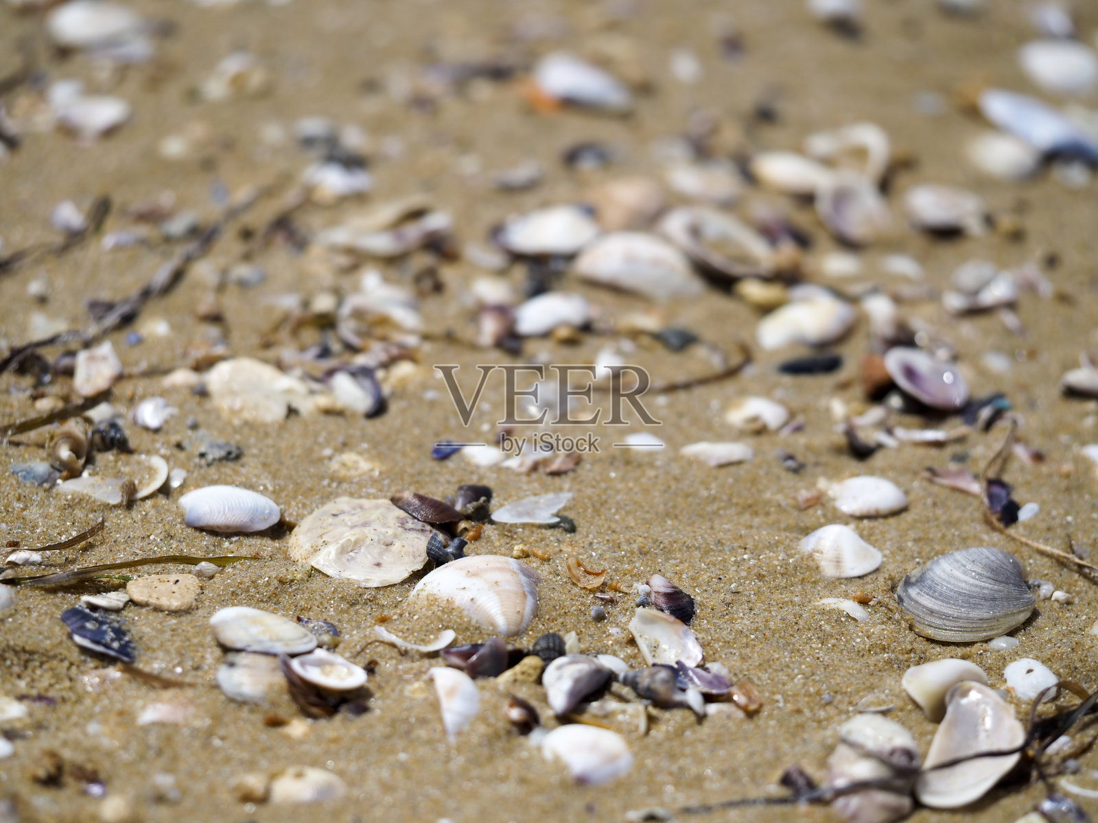 贝壳照片摄影图片