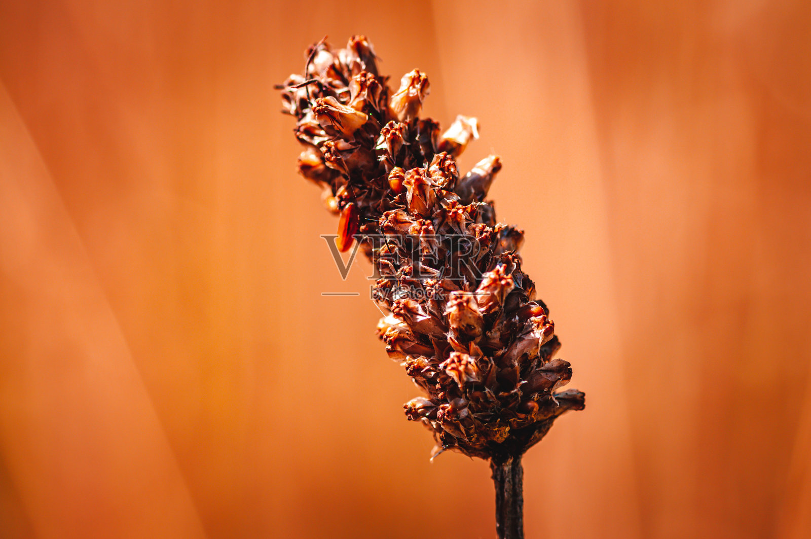 花照片摄影图片