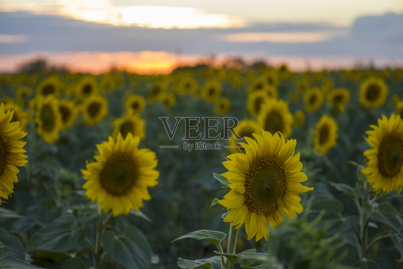 夕阳下的向日葵。照片摄影图片