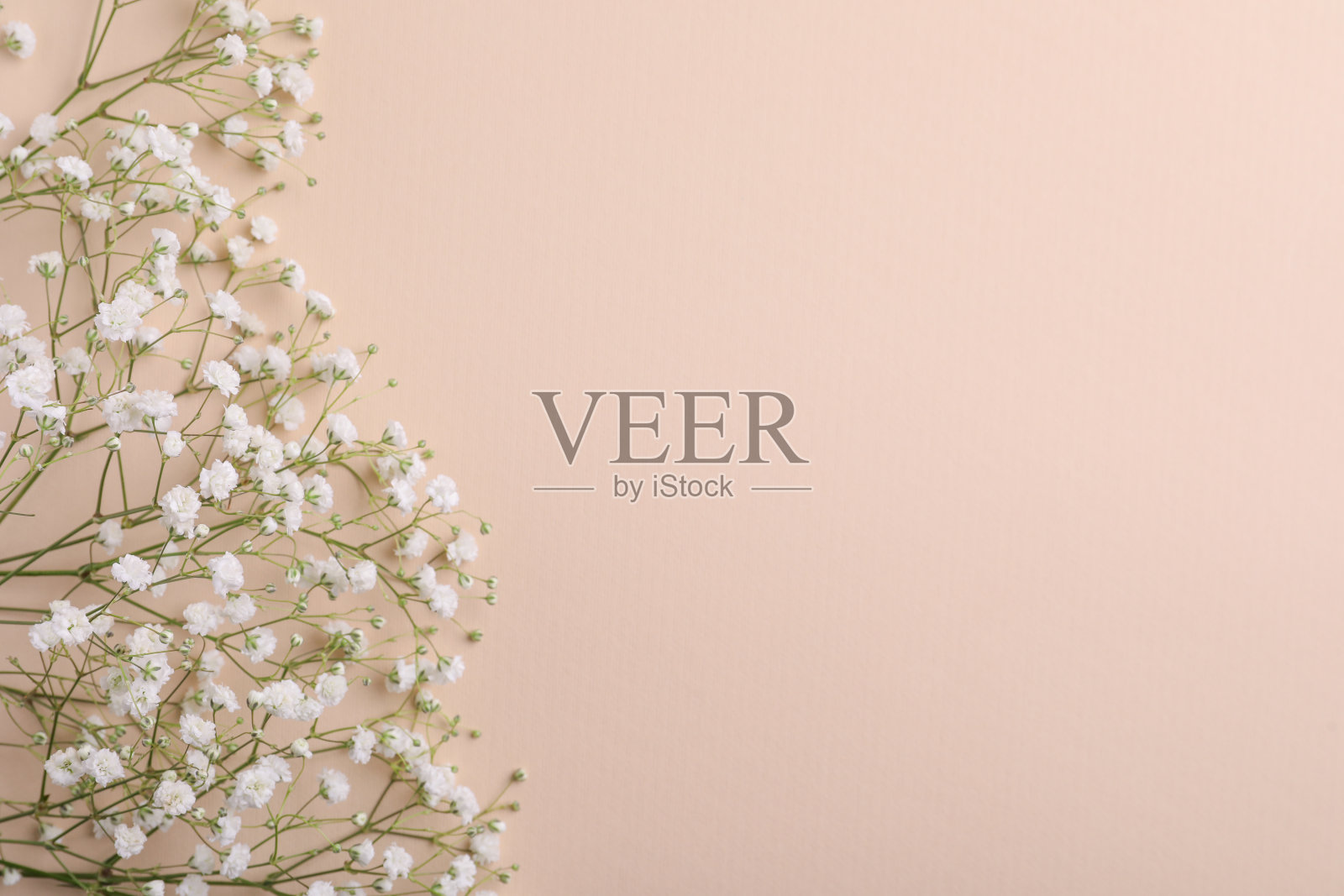 美丽的gypsophila花在米色背景,平坦的铺设。空间的文本照片摄影图片