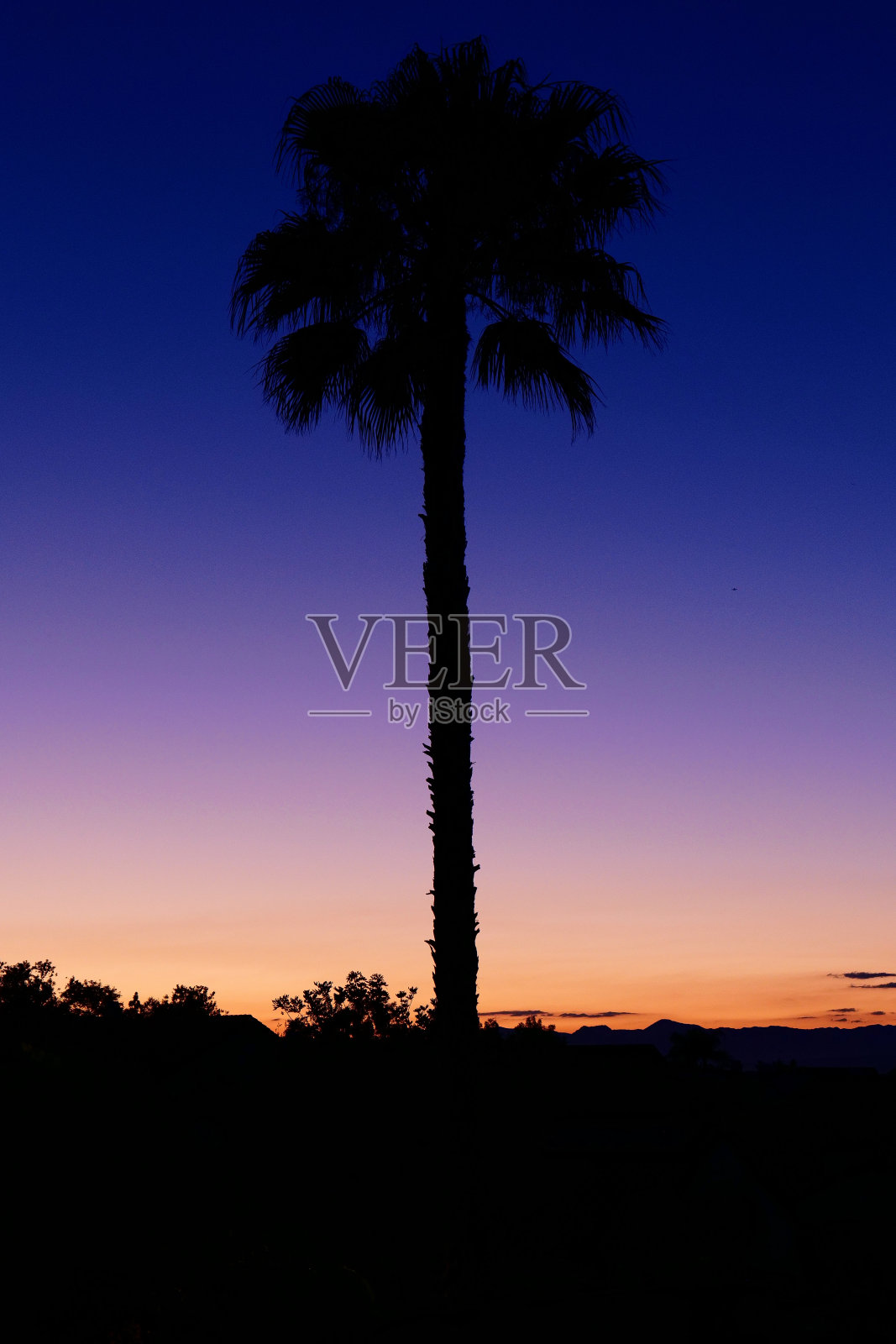 棕榈树轮廓;丰富多彩的日落照片摄影图片