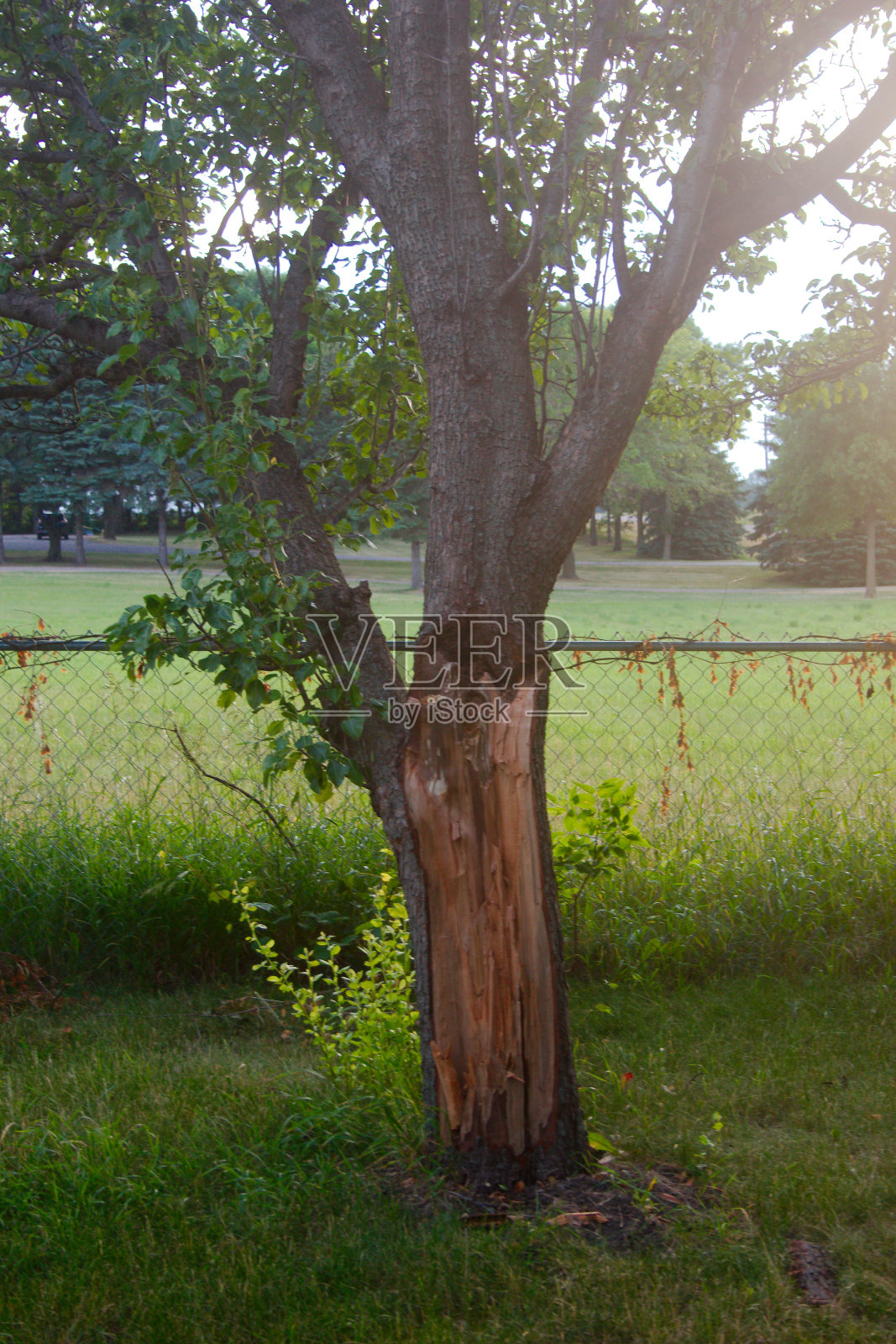 活树干的碎片照片摄影图片