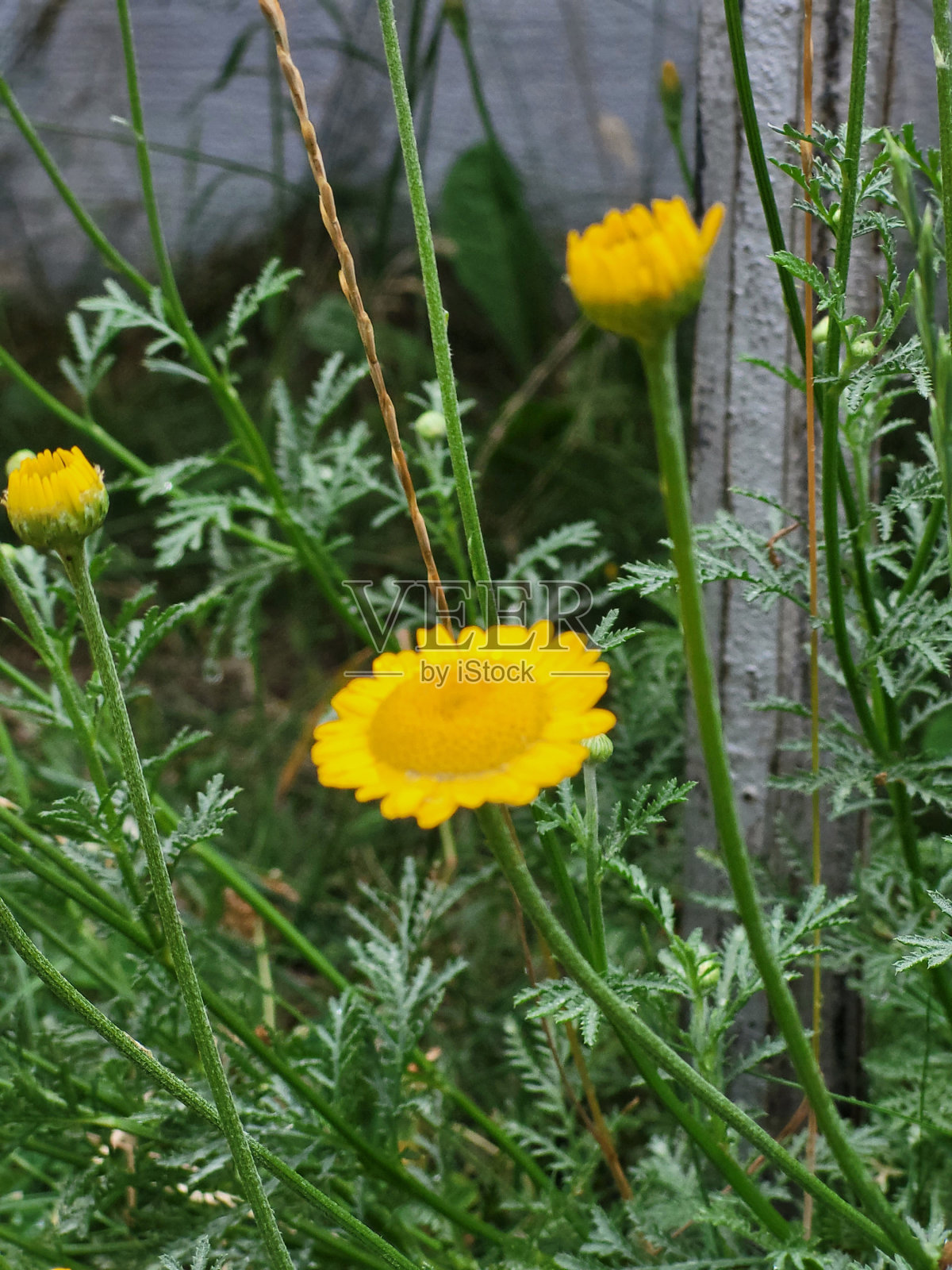 草地上的毛茛照片摄影图片