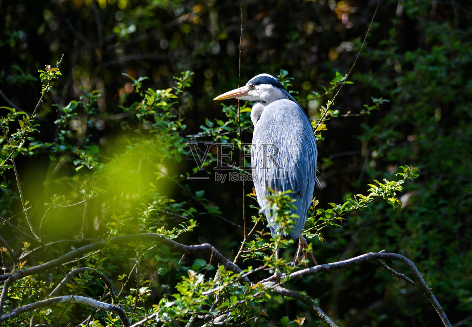 大蓝鹭照片摄影图片