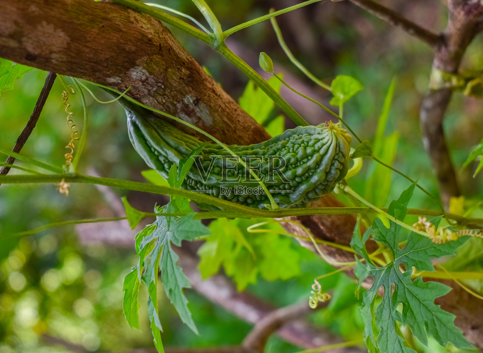 长在藤蔓上的小苦瓜照片摄影图片