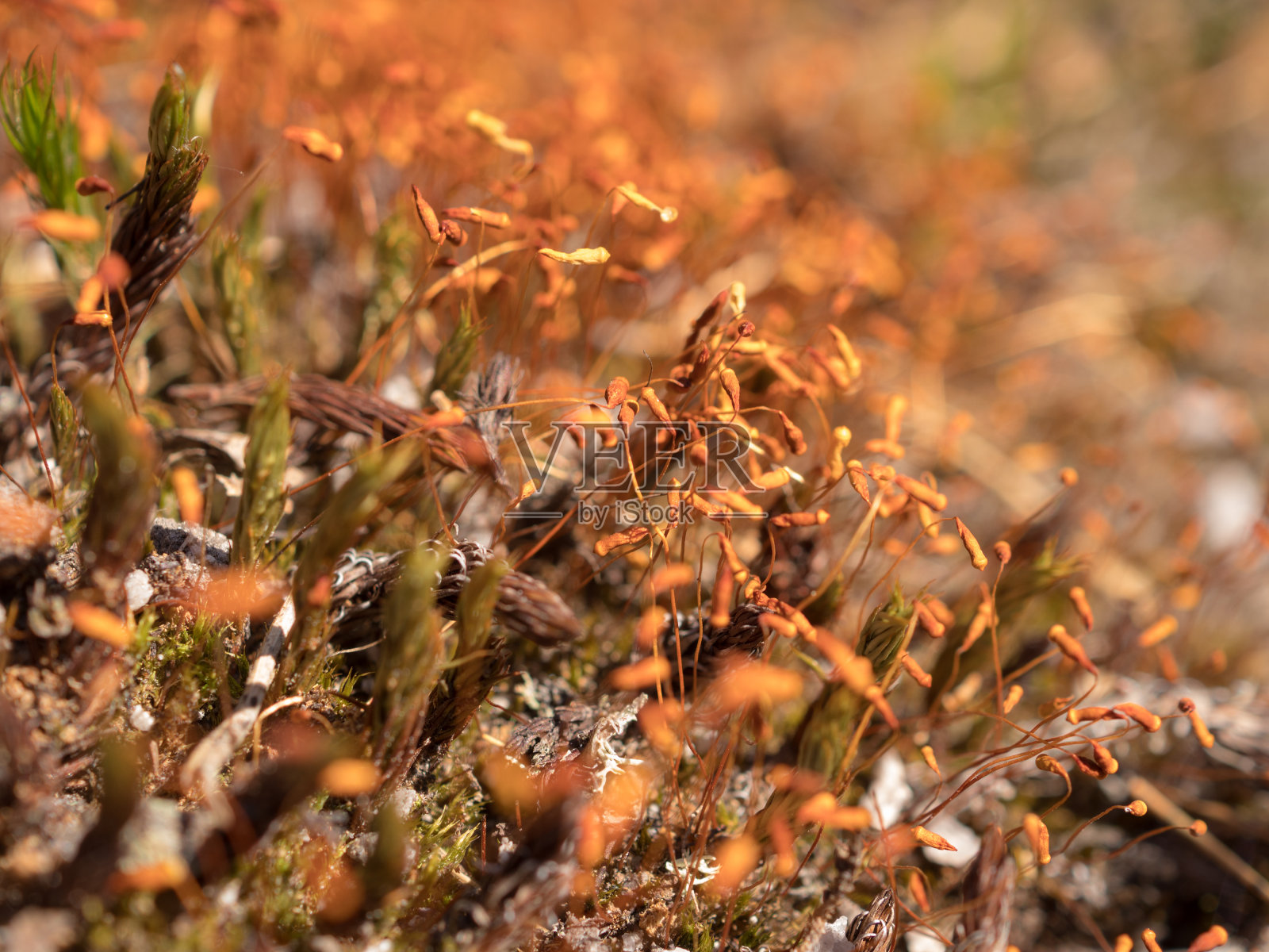 干燥苔藓特写照片摄影图片